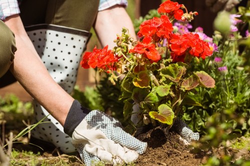 West Harrow garden maintenance and planting care in progress