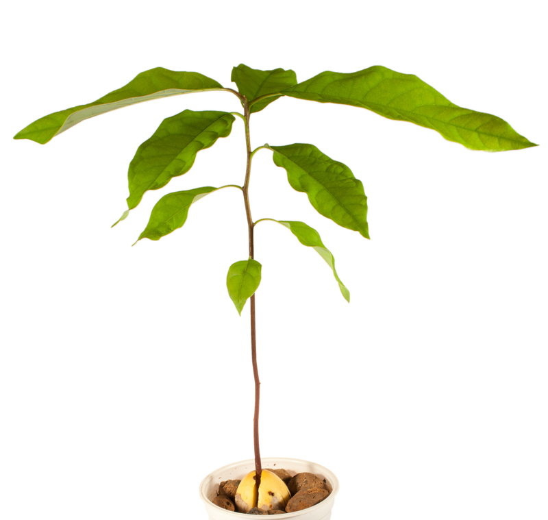 garden outdoor space