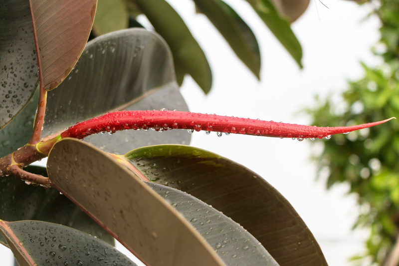 Garden outdoor space