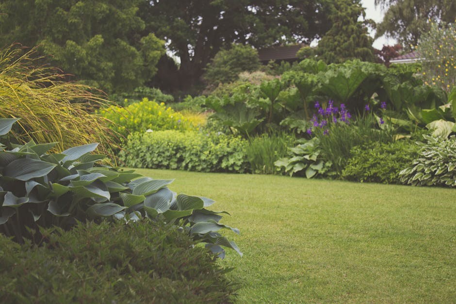 A well-maintained garden featuring a neatly trimmed green lawn bordered by various plants and shrubs. In the foreground, large broad-leafed foliage plants with dark green, glossy leaves are arranged a